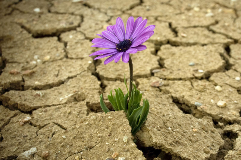 Resilienza, Coaching e Digitalizzazione